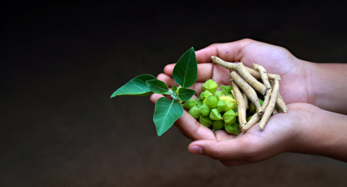 Effetti e Farmacocinetica dei Withanolidi in Withania somnifera (Ashwagandha)